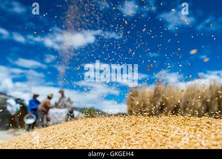 (160821) -- PECHINO, Agosto 21, 2016 (Xinhua) -- gli abitanti di un villaggio di raccogliere highland orzo nel campo Quxur contea di Lhasa, la capitale del sud-ovest della Cina di regione autonoma del Tibet, e il agosto 17, 2016. (Xinhua/Purbu Zhaxi) Foto Stock