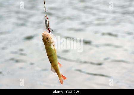 Redfin pesce persico Perca fluviatilis agganciato da un'esca durante la pesca in ghisa Foto Stock