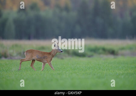 Il capriolo (Capreolus capreolus) buck camminando nel campo. Foto Stock