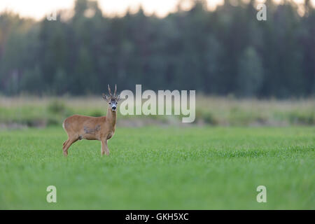 Il capriolo (Capreolus capreolus) buck in piedi in campo. Foto Stock