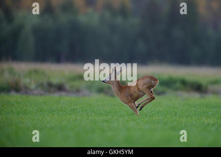Il capriolo (Capreolus capreolus) buck in esecuzione in campo. Foto Stock