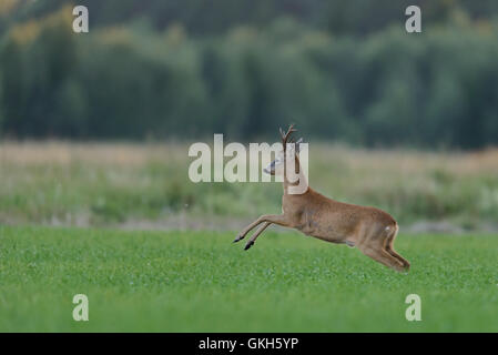 Il capriolo (Capreolus capreolus) buck il salto nel campo. Foto Stock