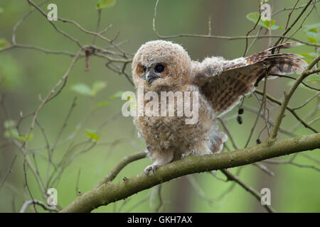 Allocco / Waldkauz ( Strix aluco ), grazioso uccellino, Elemosinare il cibo, la cosa divertente, la fauna selvatica. Foto Stock