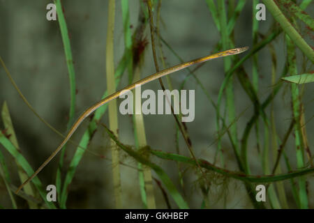 Kleine Schlangennadel, Nerophis ophidion, Straight-Nosed Pipefish, Straightnose pipefish, Le nérophis ophidion, Seenadel, Seenad Foto Stock