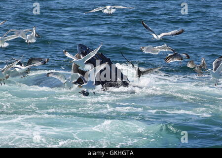 Le megattere al largo delle coste del Massachusetts, aprire bocca di alimentazione, diving, in caso di violazione Foto Stock