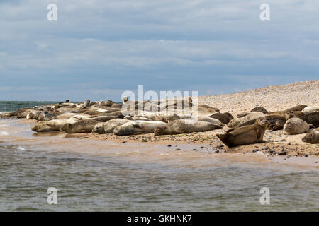 Comuni e le foche grigie in appoggio sulle dune a Blakeney Point sulla costa di Norfolk Foto Stock