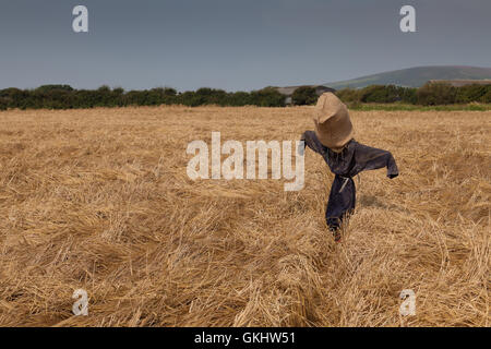 Lo Spaventapasseri in un campo di grano Foto Stock