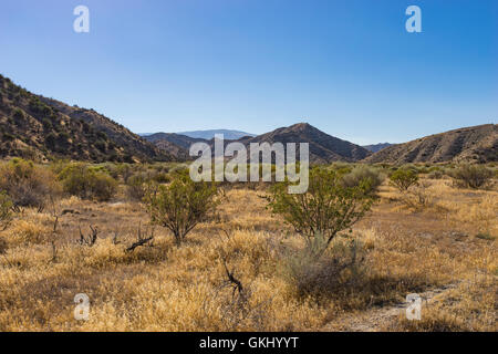 Spazzola Scrub sparsi in deserto prateria nella California meridionale. Foto Stock