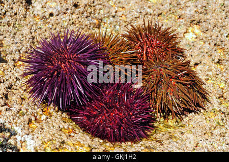 Ricci di mare (Paracentrotus lividus) Foto Stock