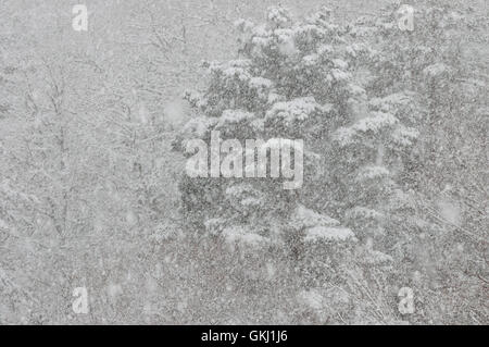 Coperte di neve alberi in mezzo ad una tempesta di neve Foto Stock