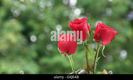 Rose, rosse Foto Stock