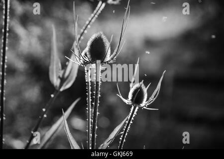 Teasel teste di seme nei pressi di silhouette con insetti in volo Foto Stock