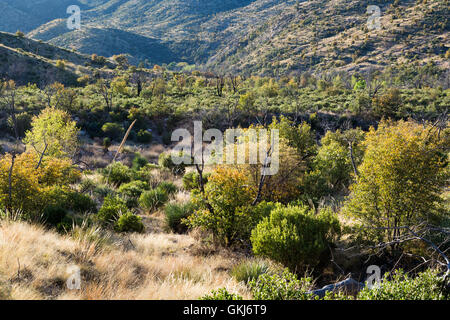 Deserto Sonoran vegetazione in East Fork di Sabino Canyon in montagne Santa Catalina. Pusch Ridge Wilderness, Arizona Foto Stock