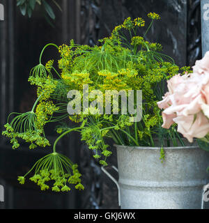 Bouquet di fiori di aneto verde in ferro la benna su un vecchio legno scuro dello sfondo a trama. Stile rustico. Con il fuoco selettivo Foto Stock