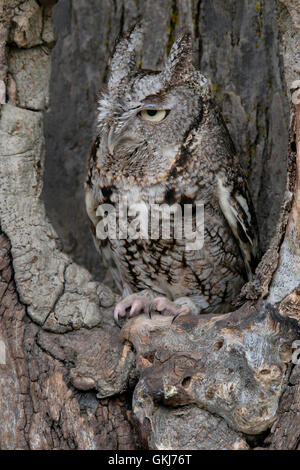 Common Screech Owl (Megascops asio), fase grigia, in una fossa d'albero, e USA, di Skip Moody/Dembinsky Photo Assoc Foto Stock