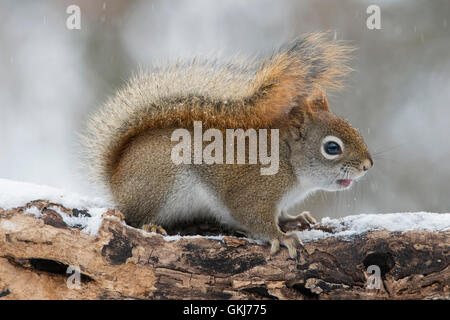 Scoiattolo Rosso Orientale alla ricerca di cibo (Tamiasciurus o Sciurus hudsonicus), Inverno, e Nord America, di Skip Moody/Dembinsky Photo Assoc Foto Stock