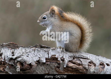 Eastern Red Squirrel searching for food (Tamiasciurus or Sciurus hudsonicus), sitting on White Birch tree, Winter, E USA Foto Stock