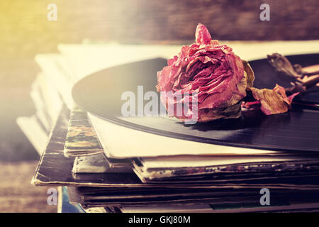 Rosa a secco su una pila di vecchi dischi in vinile in stile vintage Foto Stock