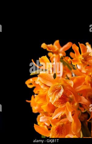 Orange dendrobium orchid su sfondo scuro Foto Stock