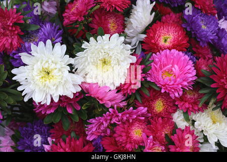 Stordimento e colorati di crisantemi, display floreali, farmers market. Foto Stock