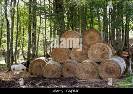 Molti round pagliaio e cavalli di mangiare con verde di tronchi di legno in background Foto Stock