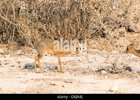 Voce maschile Damara dik dik nel Parco Nazionale Etosha, Namibia Foto Stock