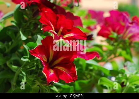 Petunia rossa, surfinia, assillaris petunia Foto Stock