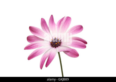Osteospermum, Capo o africano daisy, isolata contro bianco Foto Stock