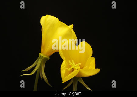 Due Evening Primerose fiori isolati contro il nero Foto Stock