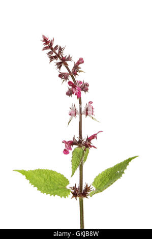 Fioritura ortica, Urtica dioica,isolata contro bianco Foto Stock