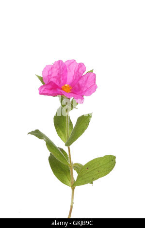 Roccia rosa-rosa, Cistus creticus, fiori e fogliame isolata contro bianco Foto Stock