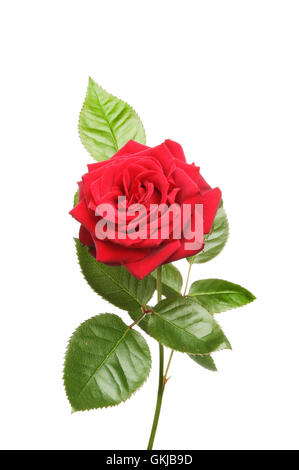 Red Rose e foglie isolata contro bianco Foto Stock