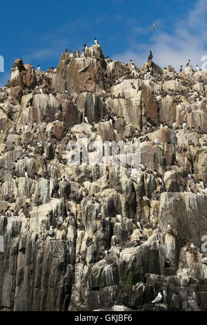 Centinaia di uccelli, Guillemots e Kittiwake, a coastal colonia nidificazione, farne Islands, Northumberland, Regno Unito Foto Stock