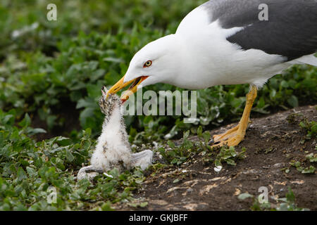 Un Lesser Black Backed Gull anteriori a un Arctic Tern Pulcino, farne Islands, Northumberland, Regno Unito Foto Stock