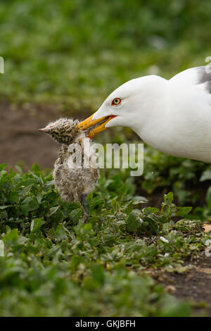 Un Lesser Black Backed Gull anteriori a un Arctic Tern Pulcino, farne Islands, Northumberland, Regno Unito Foto Stock