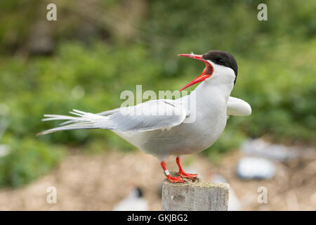 Un Arctic Tern (Sternus paradisaea) chiamando dal post, farne Islands, Northumberland, Regno Unito Foto Stock