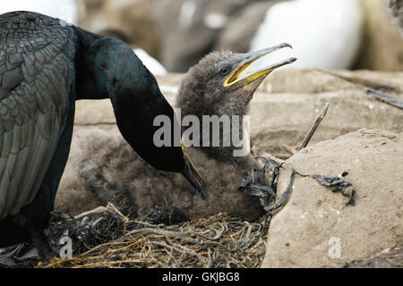 Marangone dal ciuffo (phalacrocorax aristotelis) preening adulti giovani di uccelli nel nido, farne Islands, Northumberland, Regno Unito Foto Stock