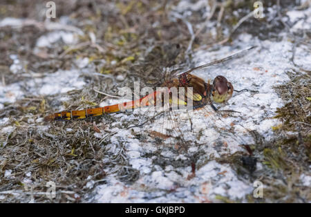 Common Darter maschio, nuovo mulino Abbazia di stagno, Dumfries and Galloway, Scotland, Regno Unito Foto Stock