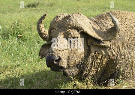 Bufalo d'acqua coperti di fango essiccato Foto Stock