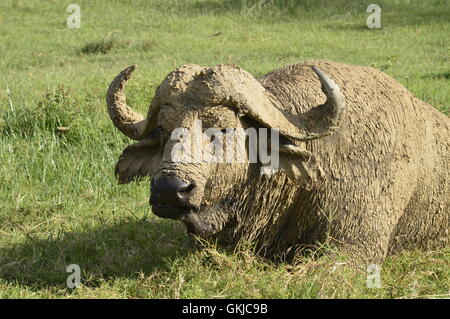 Bufalo d'acqua coperti di fango essiccato Foto Stock