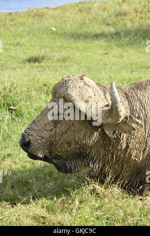 Bufalo d'acqua coperti di fango essiccato Foto Stock