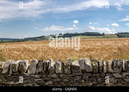 Momenti catturati nel Parco Nazionale di Peak District. Campo di orzo in alta stagione. Foto Stock