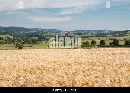 Momenti catturati nel Parco Nazionale di Peak District. Campo di orzo in alta stagione. Foto Stock