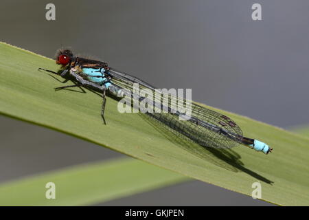 Maschio rosso-eyed Damselfly Foto Stock