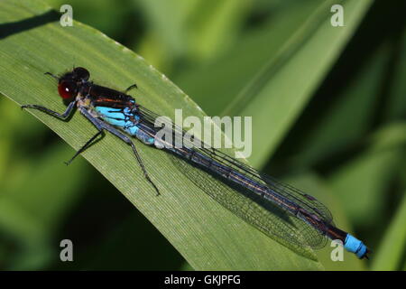 Maschio rosso-eyed Damselfly Foto Stock