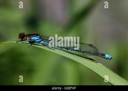 Maschio rosso-eyed Damselfly Foto Stock