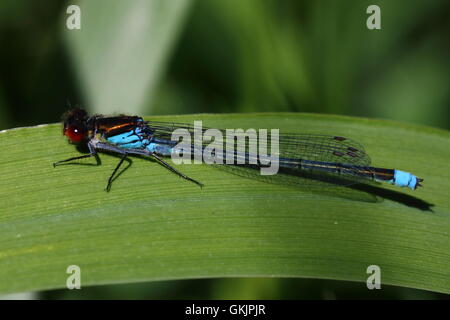 Maschio rosso-eyed Damselfly Foto Stock