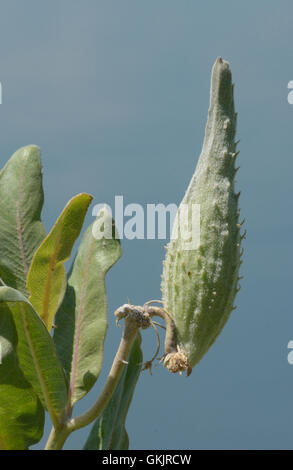 Estate milkweed pod Foto Stock