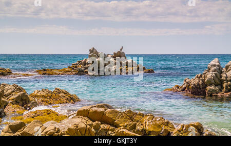 Bird seduti sulle rocce in acqua Foto Stock