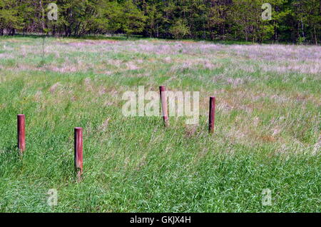 Vista su un pascolo persa in tedesco Primavera Foto Stock